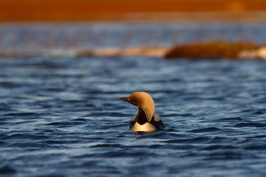 An adult Pacific Loon or Pacific Diver swimming around in an arctic lake with willows in the background, Arviat Nunavut