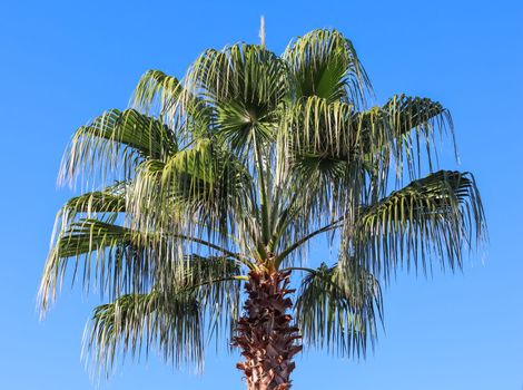 Palm tree in the wind on blue sky background in summertime. Summer holiday and tropical nature concept.