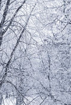 Background of tree branches covered with frost. Landscape of nature with white snow and cold weather. Winter holiday concept