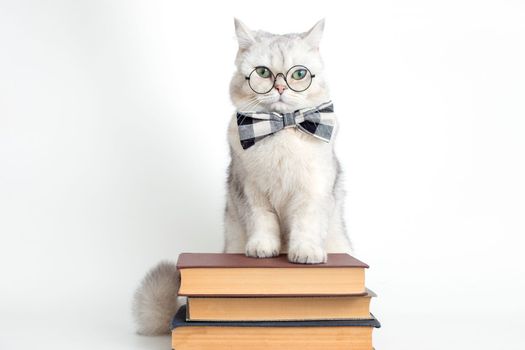 Cute serious white cat in a gray bow tie and glasses, standing on a stack of old books, isolated. Copy space