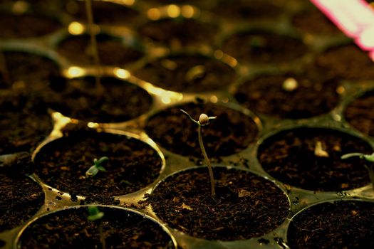 Closeup seedlings, cannabis seedling in a soil-filled planting tray. Indoor farm for gratifying cannabis plant cultivation result. Grow facility for cannabis plantation for medicinal cannabis product.