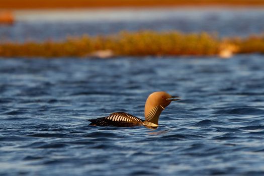 An adult Pacific Loon or Pacific Diver swimming around in an arctic lake while calling, Arviat Nunavut