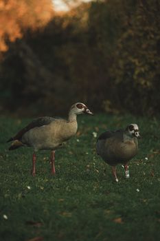 Couple of geese walking in park. Family of Egyptian geese. Vertical photo