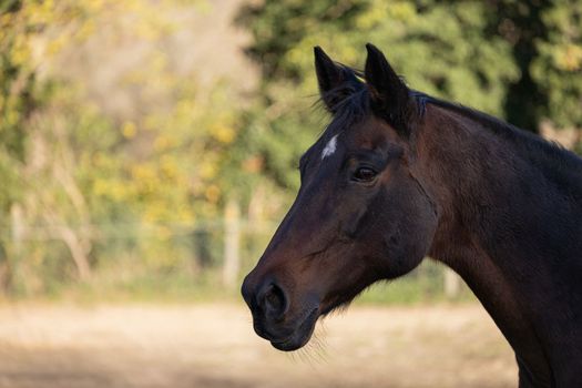 Close up portrait of Head of brown horse outdoors