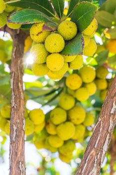 Yellow green ripening strawberry tree fruit on a branch in the garden