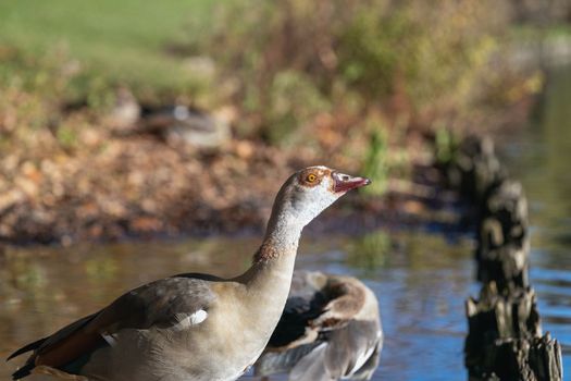 Portrait of Beautiful Egyptian goose standing in shallow water. High-quality photo