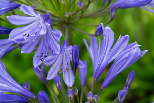 Lilac inflorescences of African Agapanthus in the garden close up