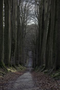 Path in autumn forest. Calm Fall Season. Beautiful Landscape With Road In Autumn Forest