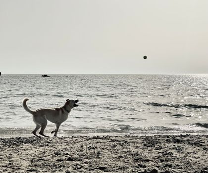 Fit and active dog playing with a ball on the beach in the ocean during summer vacation. black and white photo with copy space. High quality photo