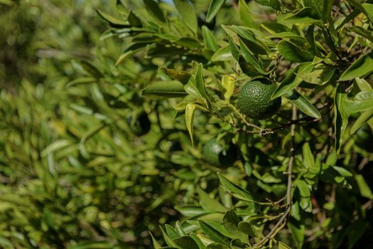 Mandarin tree with ripe fruits. Branch with fresh ripe tangerines and leaves in garden