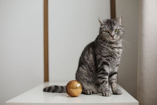 Cute tabby Scottish straight cat playing with a golden Christmas ball at home. New Year concept