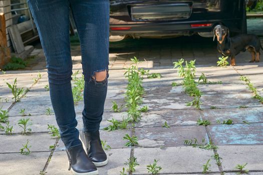 hard-wearing trousers made of denim or other cotton fabric, for informal wear. Female legs in torn jeans in a yard overgrown with weeds and a dachshund dog. 
