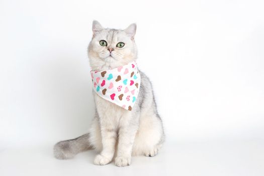 A cute white cat sits on a white background, with a triangular neckerchief in hearts. Copy space