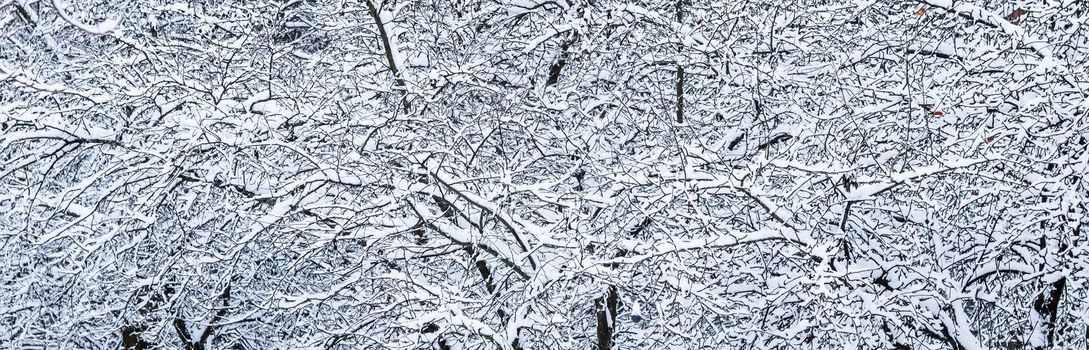 Fluffy snow-covered trees branches, nature scenery with white snow and cold weather. Snowing landscape, winter holiday concept