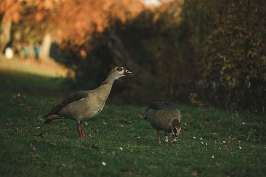 Couple of geese walking in park. Family of Egyptian geese. Horizontal photo