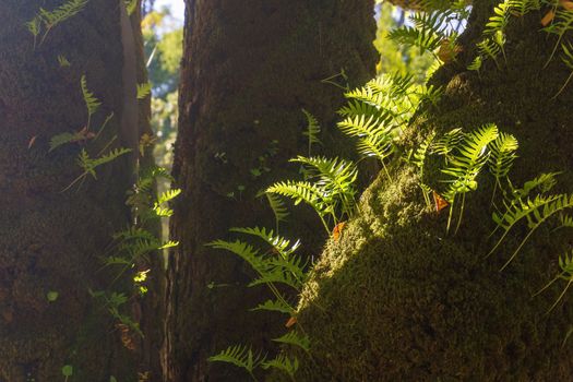 Young fern leaves germinated on a tree trunk in the rays of the sun