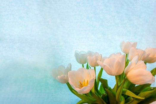 spring greeting card with flowers: white tulips on a sky-blue background. The concept of spring, tenderness, femininity. copy space