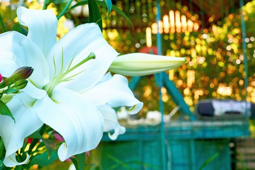 a bulbous plant with large trumpet-shaped, typically fragrant, flowers on a tall, slender stem.