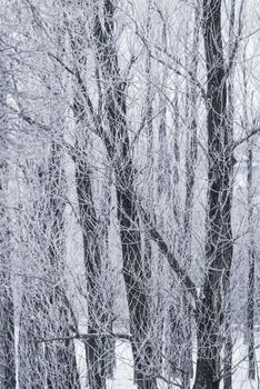 Background of tree branches covered with frost. Landscape of nature with white snow and cold weather. Winter holiday concept