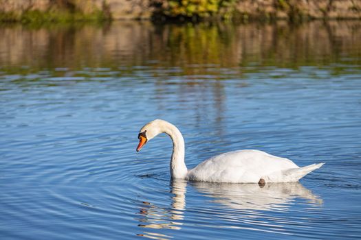 Beautiful white swam swimming in the pond. Portrait of a beautiful swan