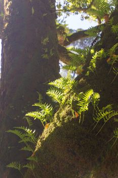 Young fern leaves germinated on a tree trunk in the rays of the sun