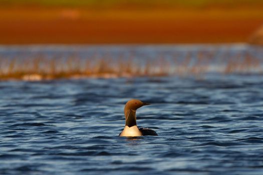 An adult Pacific Loon or Pacific Diver swimming around in an arctic lake with willows in the background, Arviat Nunavut