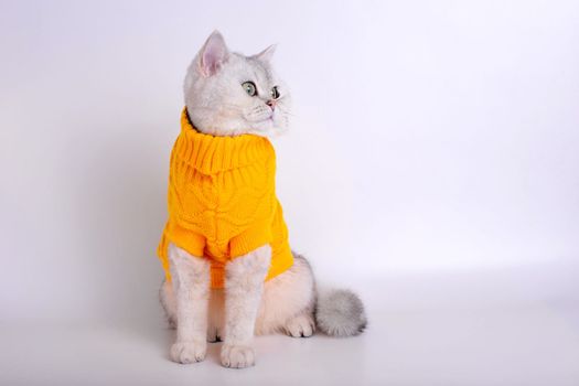 a white british cat in a yellow sweater, sitting on a white background, looks away. Copy space