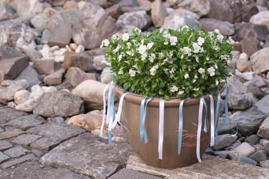 beautiful flower bed bouquet of white pansies in a container with satin ribbons wedding decorations. High quality photo