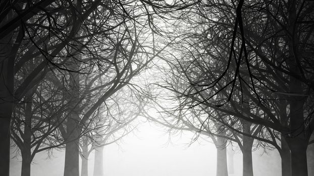 A walk in a dark, gloomy forest with fog and dust. 3D rendering illustration..
