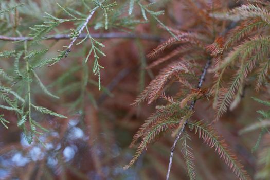 Orange and green needles on a branch close up in the autumn forest fall season macro photography selective focus