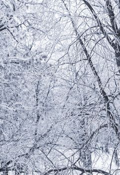 Background of tree branches covered with frost. Landscape of nature with white snow and cold weather. Winter holiday concept