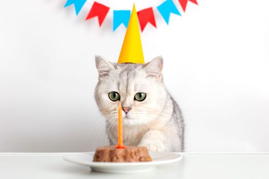 A funny cat in a yellow paper cap sits at a white table and looks at a candle in a canned cat cake. Multi-colored flags hang in the background. Close up