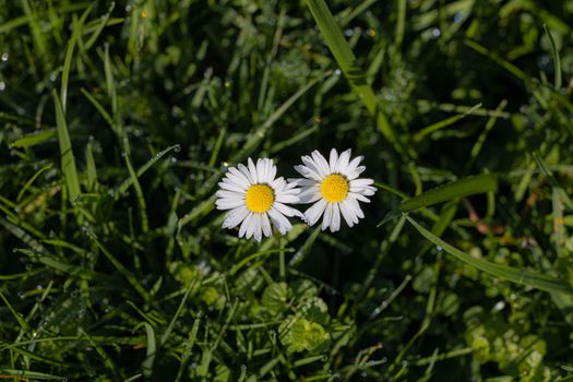 Green meadow with daisies in top view. White flowers on the lawn top view