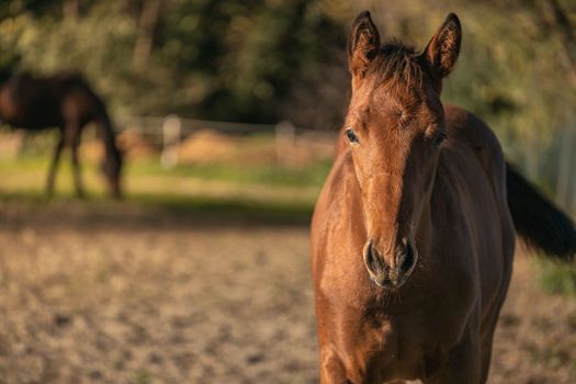 Cute little foal - sunset portrait. Chestnut cute horse foal portrait in summer