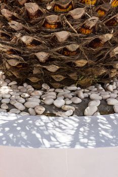 Detail of palm tree trunk, growing on white flower bed with white stones close up