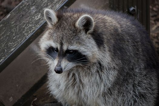 A fat raccoon sits with stained face in the mud. High-quality photo