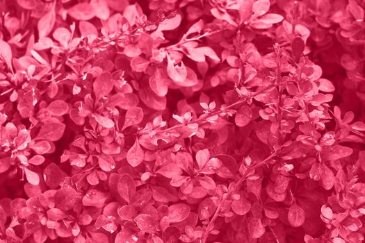 Viva magenta color leaf texture, nature monochrom background. Color of the year 2023. High quality photo