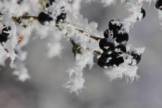 red apple and the privet under the snow. Winter frostbite of shrubby plants. The poisonous black berry has ripened. High quality photo