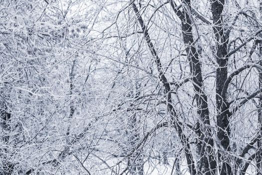 Background of tree branches covered with frost. Landscape of nature with white snow and cold weather. Winter holiday concept