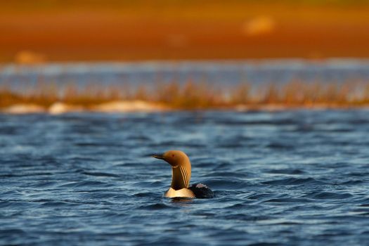 An adult Pacific Loon or Pacific Diver swimming around in an arctic lake with willows in the background, Arviat Nunavut