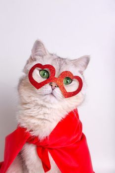Portrait of a adorable white cat with green eyes, in a red mask in the form of hearts and a red cape. Close up. Vertical