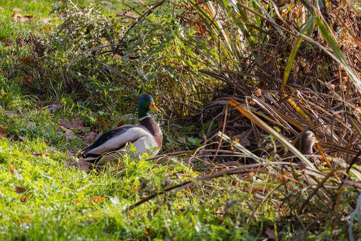 Drake Mallard male duck standing in grass on the lake shore. Mallard side view Portrait in soft focus