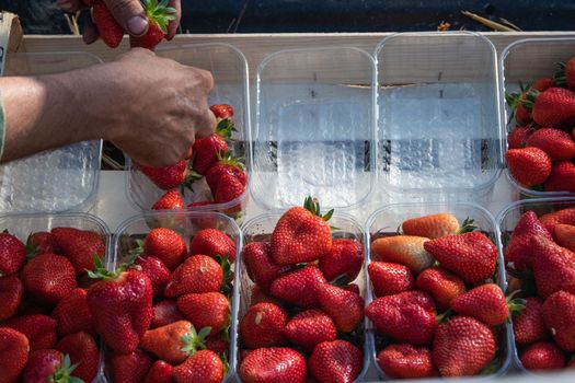 France, Gironde, May 2022: Box with ripe red strawberry while working on strawberry greenhouse field. High quality 4k footage