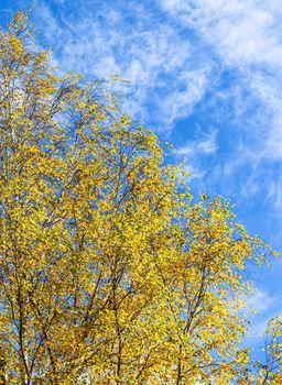 Autumn background. Bright yellow leaves on birch branches against blue sky with clouds