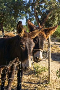 Couple of cute Catalan donkeys on the farm