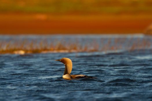 An adult Pacific Loon or Pacific Diver swimming around in an arctic lake with willows in the background, Arviat Nunavut