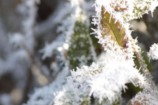 Winter Tree, lots of snow covers branches. Seasonal winter background with copy space High quality photo