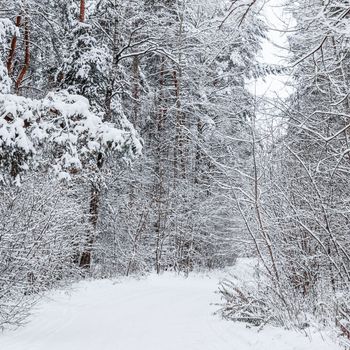 Lovely winter forest. Trees and bushes covered in snow. Ski track on a snow-white road