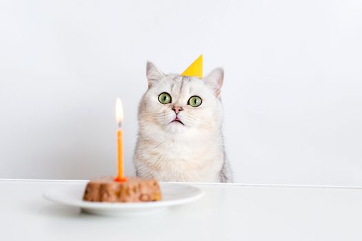 Funny british white cat in a yellow paper cap sits at a white table with a canned cat cake with a burning candle. Copy space