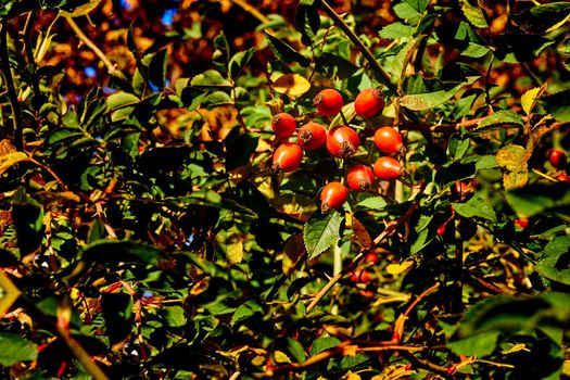 The fruit of a rose, especially a wild kind. Red healthy rose hips for tea tincture, filled with vitamins and microelements.